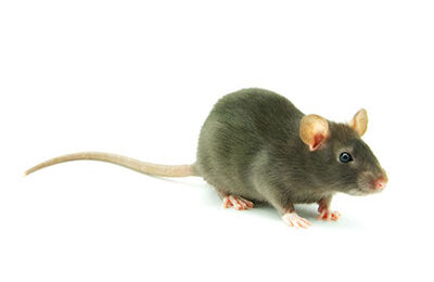 rat