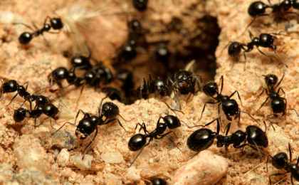 ants