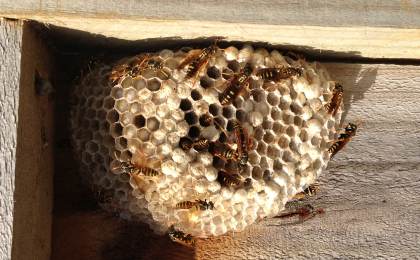 wasp